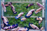 Blue Rim Dragon - Female Betta for Sorority Tank or Breeding - Betta USA Aquatic